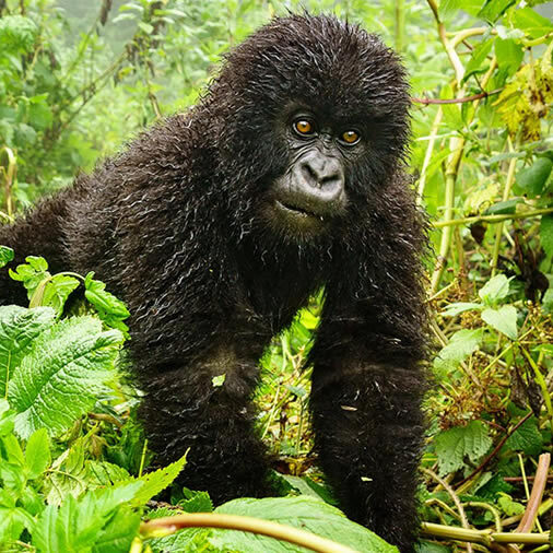 Wildlife-Mountain-Gorilla-trek-bwindi