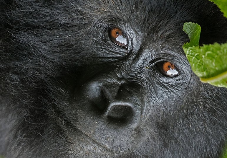 bwindi gorilla Trekking in Uganda