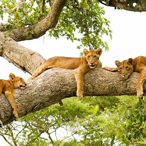 ishasha-tree-climbinig-lions in Uganda
