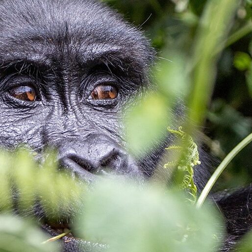 Safari-in-Uganda - Gorilla Trekking