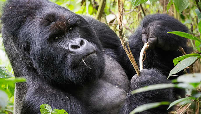 Gorilla-Tracking-Tours-in-Uganda