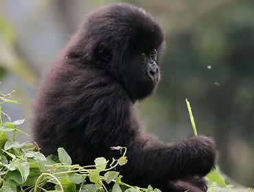 Rwanda-Gorilla Tours