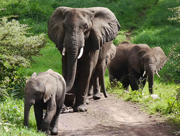 wildlife Safaris- Rwanda