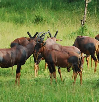 Akagera Safaris and Self drive Tours in Rwanda