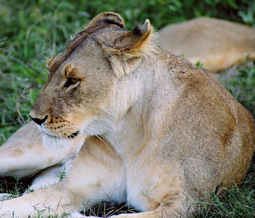 Akagera Wildlife Tours and Self drive safaris in Rwanda Akagera Wildlife Tours and Self drive safaris in Rwanda
