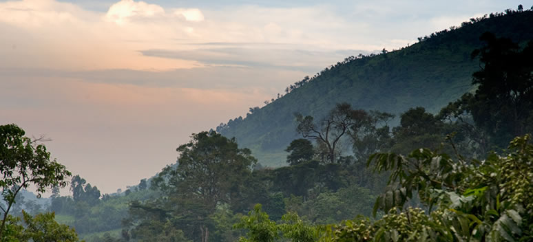 Bwindi Forest - Uganda Self drive Safaris and Gorilla Trek