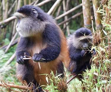 Self-drive Safaris in Rwanda and Volcanoes National Park. Golden Monkey tracking