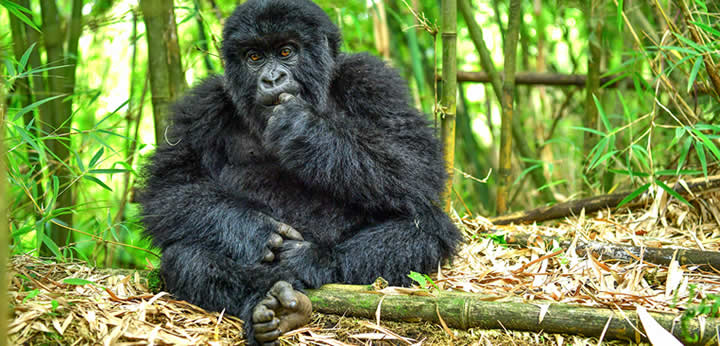 Gorilla-Trekking-in-rwanda-Volcanoes