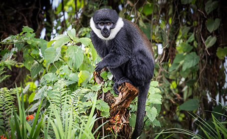 Gorillas and Golden Monkey Tracking Safaris in Rwanda and Uganda