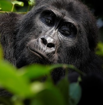 Rwanda Gorilla Trek and Self Drive Safaris