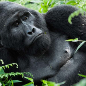 Rwanda and Uganda Gorilla Trek'