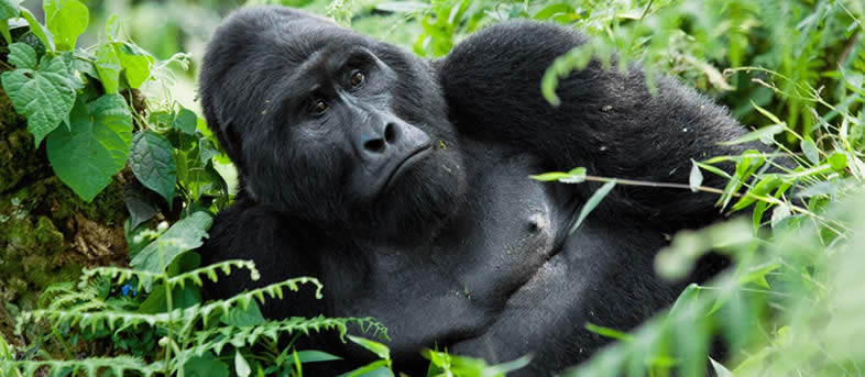 Rwanda and Uganda Gorilla Trek'