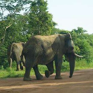 Self-drive in Akagera National Park Rwanda