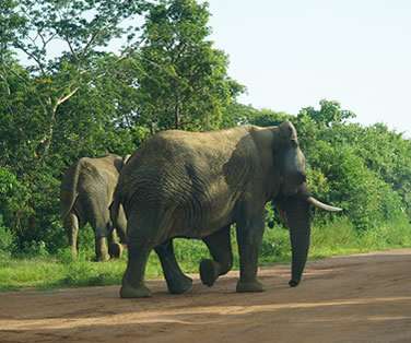 Self-drive in Akagera National Park Rwanda