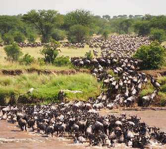 Serengeti-national-park-Tanzania Self-drive Tours