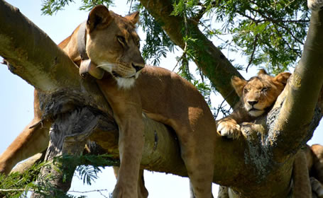 queen-elizabeth-national-park- Self drive safaris in Uganda combined with Rwanda