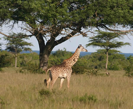 2 Days Akagera National Park - Safaris in Rwanda