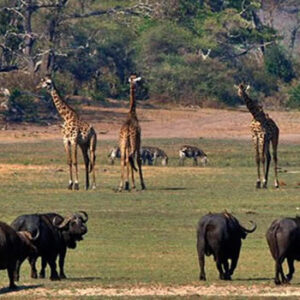 Katavi-National-Park- Tanzania Safaris