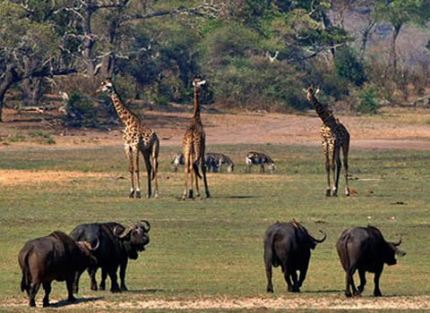 Katavi-National-Park- Tanzania Safaris Katavi-National-Park- Tanzania Safaris