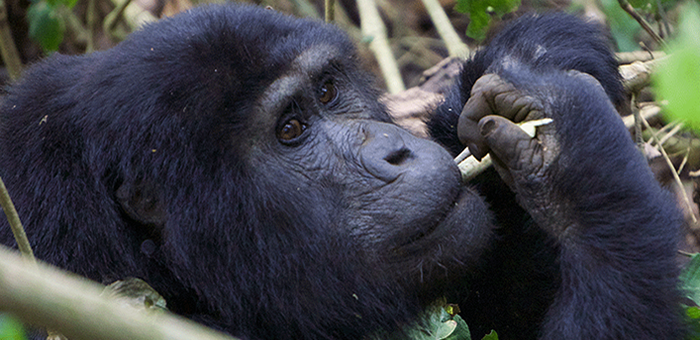 Mountain Gorilla Trekking safaris in Rwanda