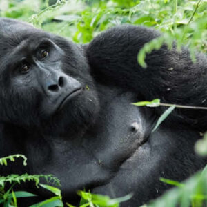Volcanoes National Park - Gorilla Trekking Safaris in Rwanda and Self drive Tours
