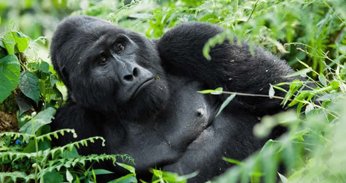 Volcanoes National Park - Gorilla Trekking Safaris in Rwanda and Self drive Tours