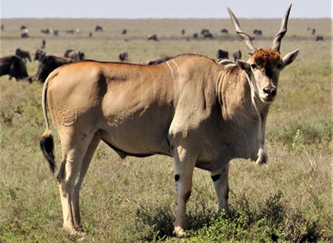 explore-ruaha-national-park - Tanzania Tours explore-ruaha-national-park - Tanzania Tours