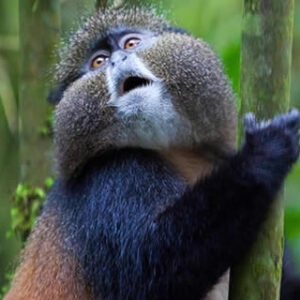 Golden Monkey Safaris in Volcanoes National Park and Car hire in Rwanda