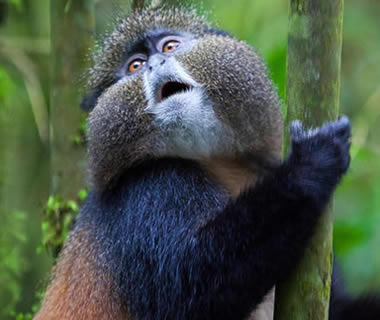 Golden Monkey Safaris in Volcanoes National Park and Car hire in Rwanda