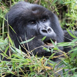 Bwindi Gorilla Tours - Uganda Self drive Safaris