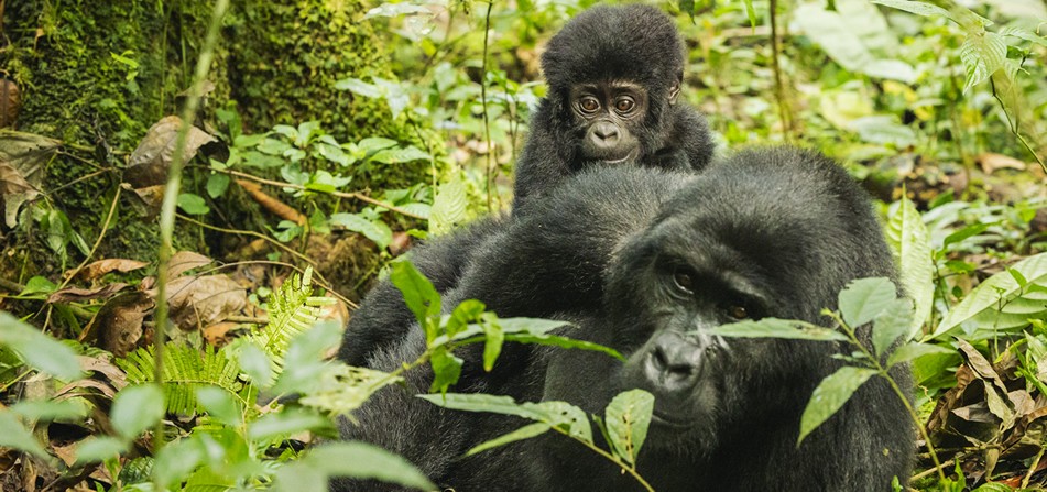 Budget Gorilla Trekking Safaris in Uganda Budget Gorilla Trekking Safaris in Uganda