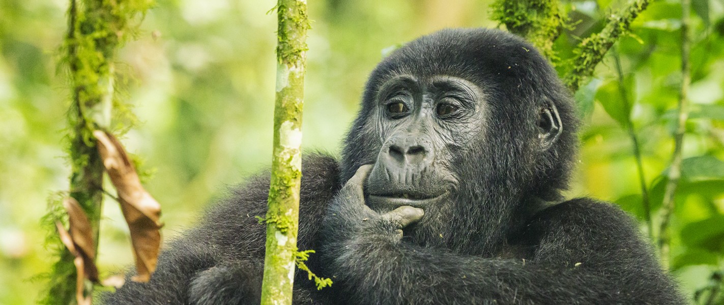 Gorilla_Trek bwindi forest