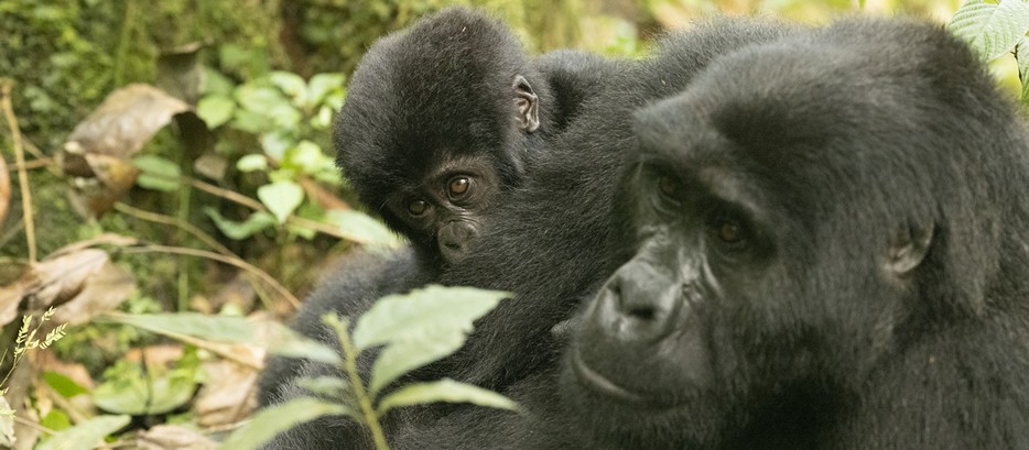 Gorilla Trek in Uganda