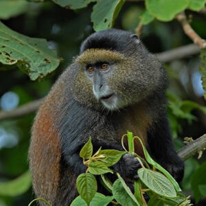 Golden Monkey Tracking
