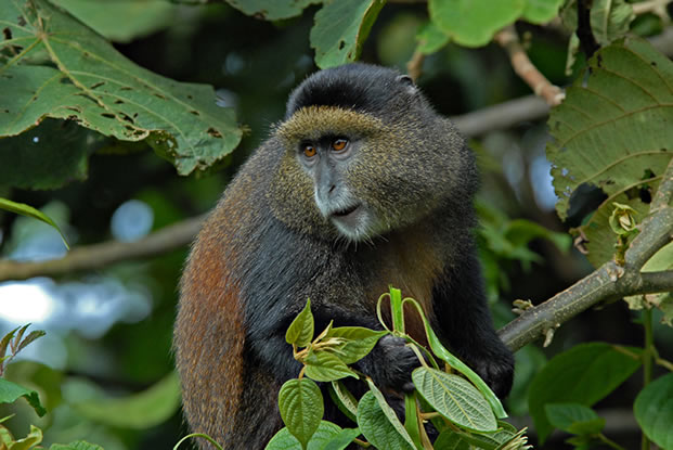 Golden Monkey Tracking Golden Monkey Tracking