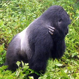Rwanda Gorilla Tours