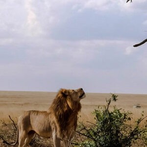 Lion in Ruaha National Park