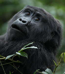 Mountain Gorilla Trek