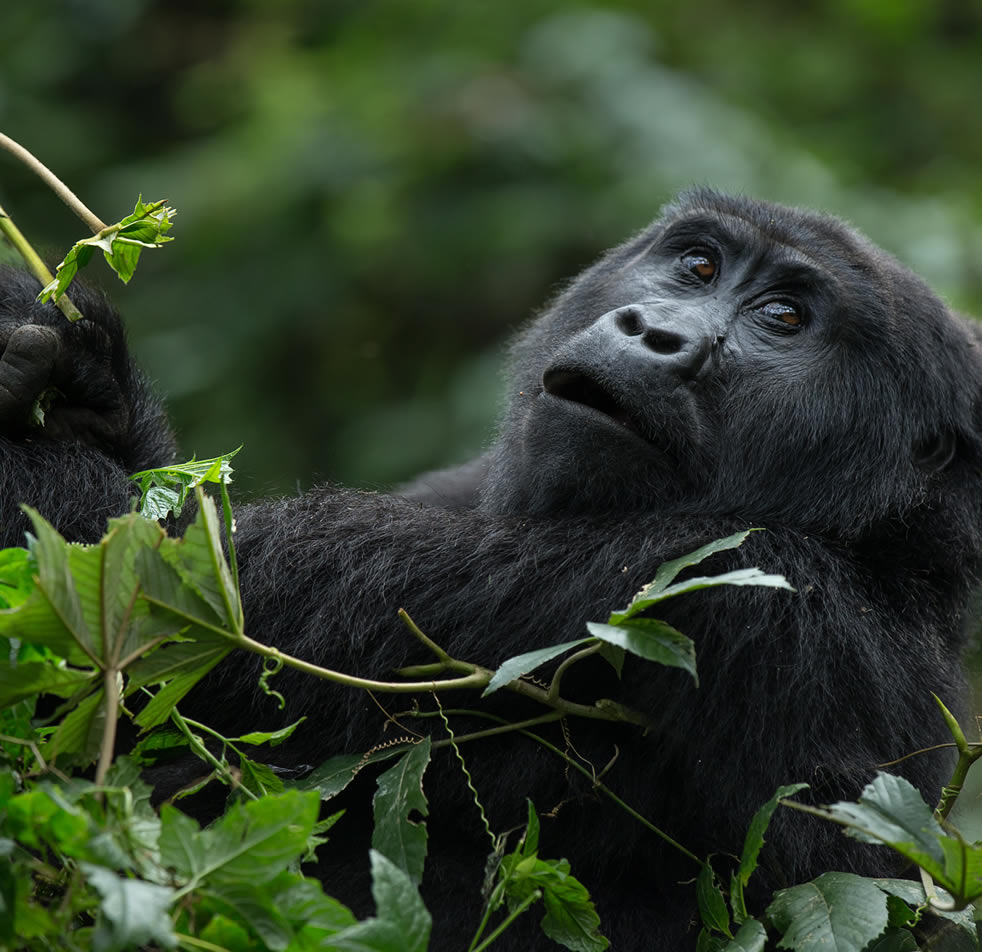 Mountain Gorilla Trekking in Rwanda and Self drive Tours