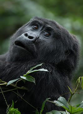 Mountain Gorilla Trek