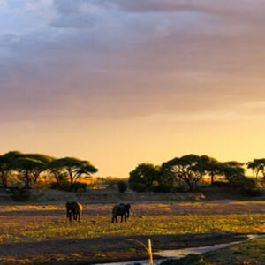 Ruaha national Park walking safaris in Tanzania and Self drive Tours