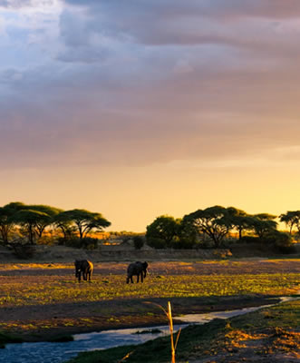 Ruaha national Park walking safaris in Tanzania and Self drive Tours