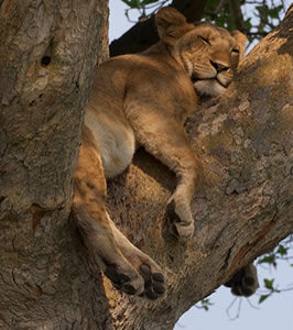 Wildlife safaris Rwanda and Uganda