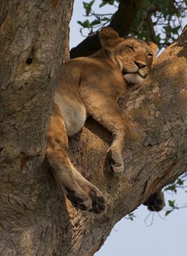 Wildlife safaris Rwanda and Uganda