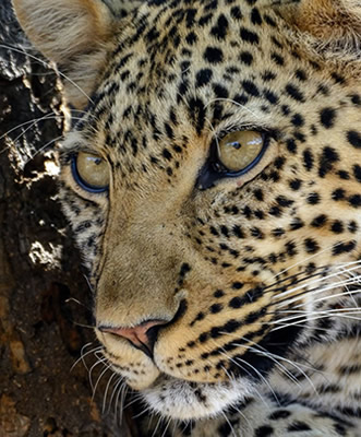 ruaha-safaris-tanzania-and self-drive-tours