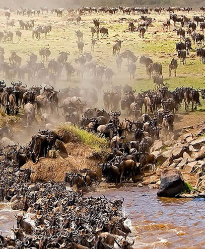 Big Safaris Tanzania - Self-drive Safaris serengeti