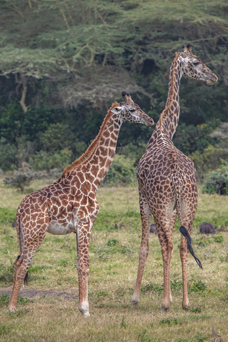 Arusha National Park - self drive Safaris in Tanzania
