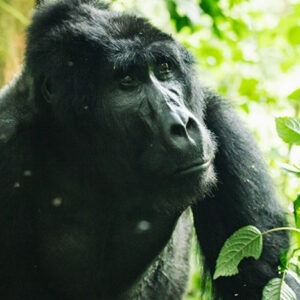 Bwindi Gorilla Tours