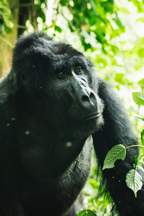 Bwindi Gorilla Tours