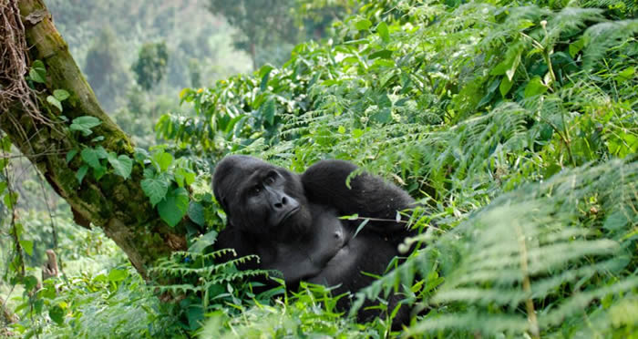 Bwindi National Park - Uganda